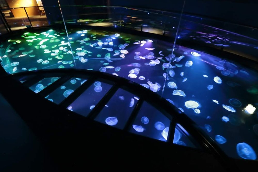 Tham Quan Sumida Aquarium