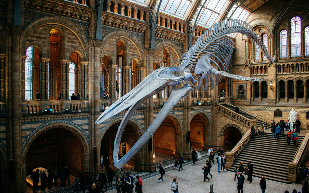 The life-size blue whale skeleton inside the Natural History Museum London