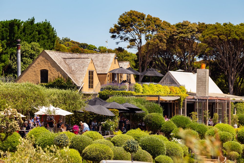 Waiheke Island scenic tour through vineyards and coastal views