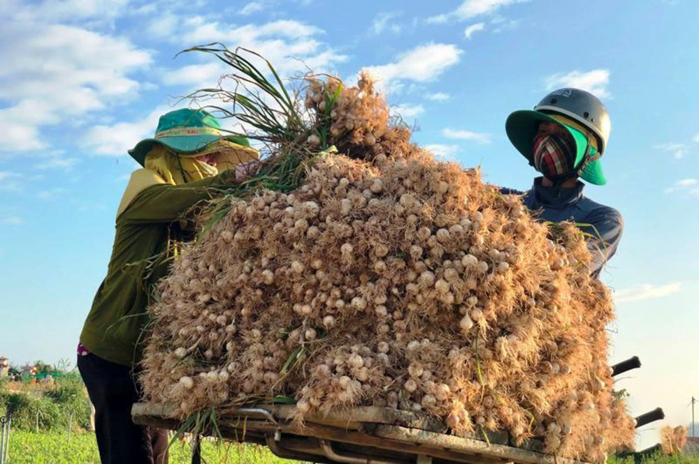 Trải Nghiệm Một Ngày Làm Nông Dân Đảo Núi Lửa