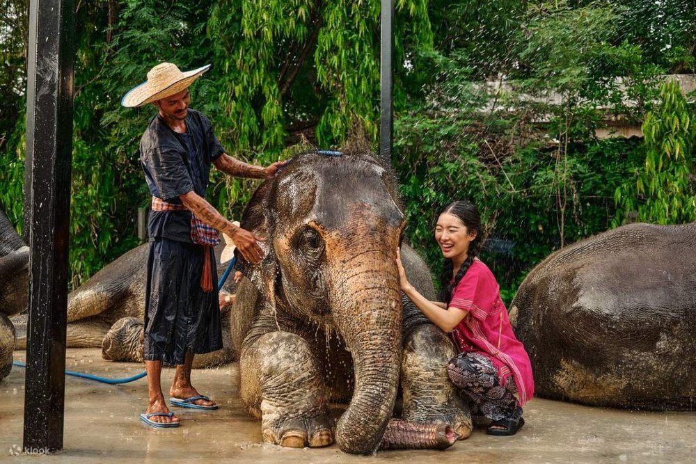 Trạm Chữa Lành Đầy Cảm Xúc Tại Công Viên Voi Bangkok (Bangkok Elephant Park)