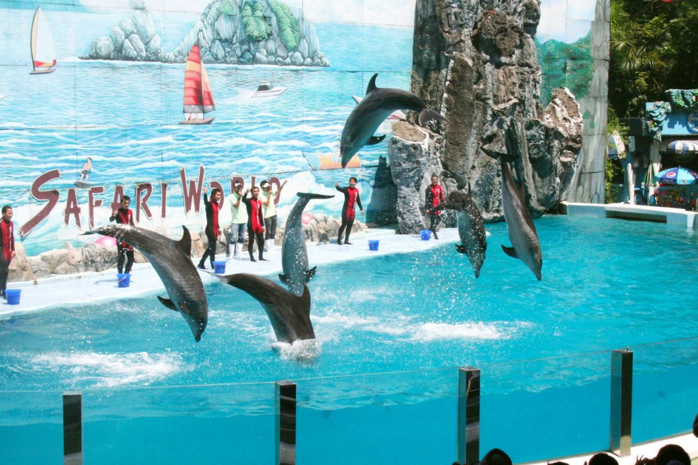 Oanh Tạc Safari World Bangkok - Thiên Đường Hoang Dã Lớn Nhất Xứ Chùa Vàng