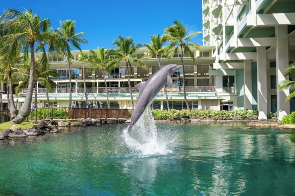 Dolphin jumping out of the water in the Kahala Hotel & Resort
