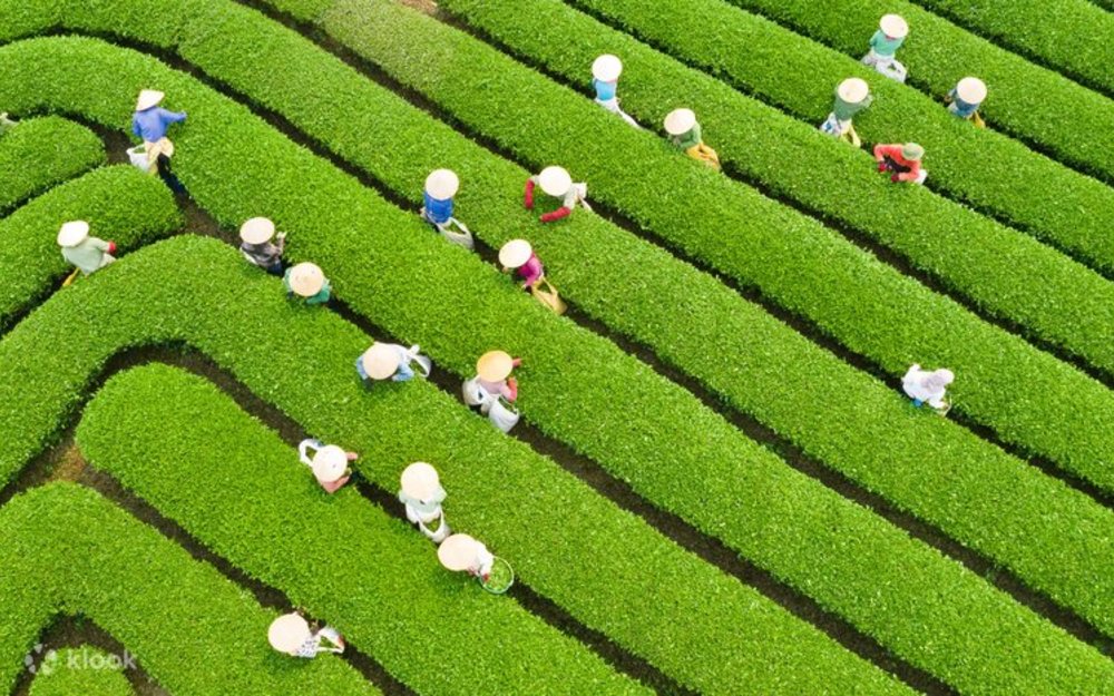 Mộc Châu - Cao Nguyên Xanh Mướt Mát