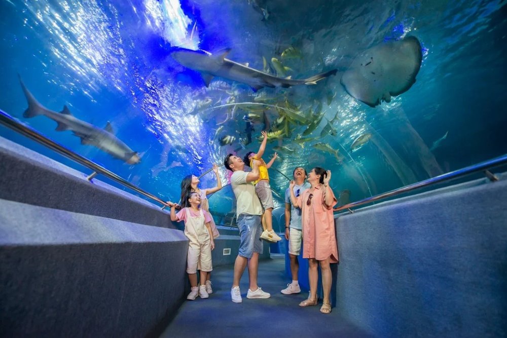 Thủy Cung Sea World: Hành Trình Thám Hiểm Lòng Đại Dương Kỳ Diệu