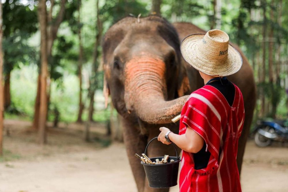 Công Viên Sinh Thái Voi Kerchor: Tương Tác Cùng Các Bạn Voi Đáng Yêu
