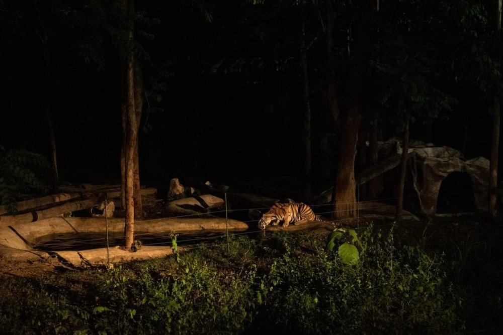 Công Viên Safari Đêm Chiang Mai: Trải Nghiệm Khám Phá Thế Giới Động Vật Bóng Đêm Kỳ Thú