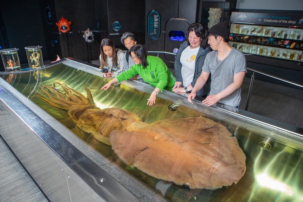 Giant squid display at Wellington’s Te Papa Museum
