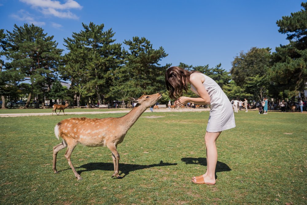 Woman bowing in front of deer in Nara Park