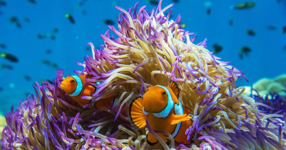 Two clown fish in an anemone