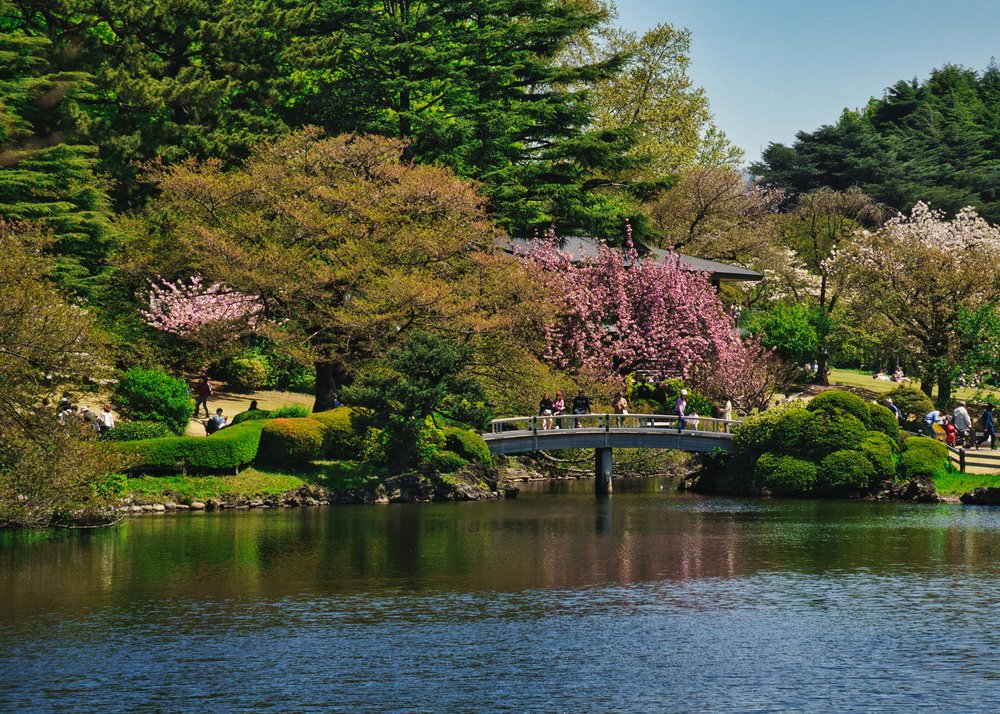 Cherry blossoms bloom in Tokyo’s Shinjuku Gyoen Garden | Photo Credit: Travel with Lenses on Pexels