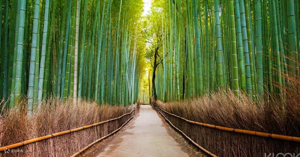 The Arashiyama Bamboo Grove in western Kyoto
