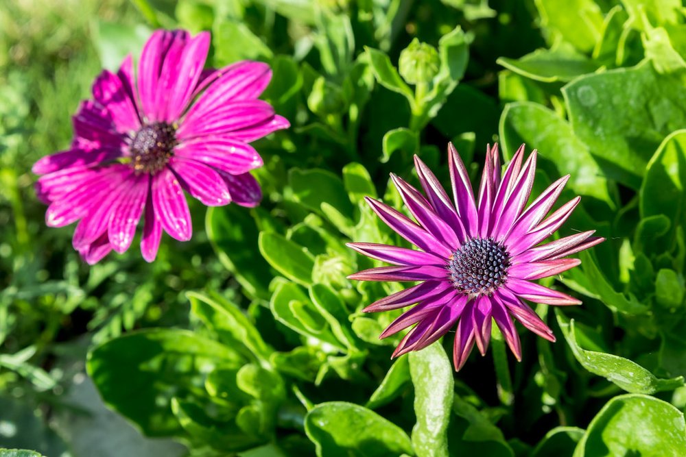Flowers blooming in Leu Gardens