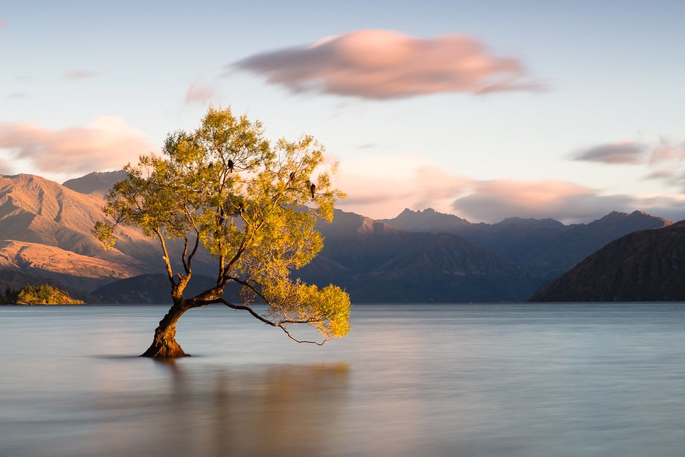 The famous Wanaka Tree glowing at sunset on Lake Wanaka