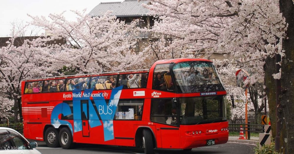 Kyoto hop-on hop-off bus during sakura season