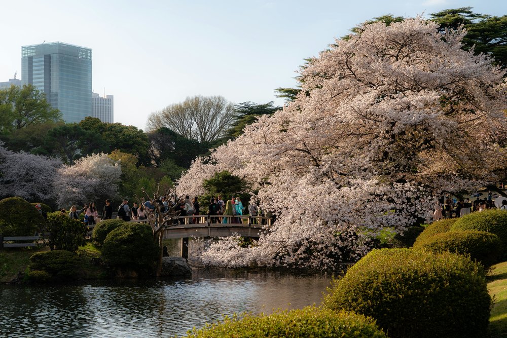 Cherry blossoms at Shinjuku Gyoen National Garden | Photo Credits: Nicola Toscan on Pexels
