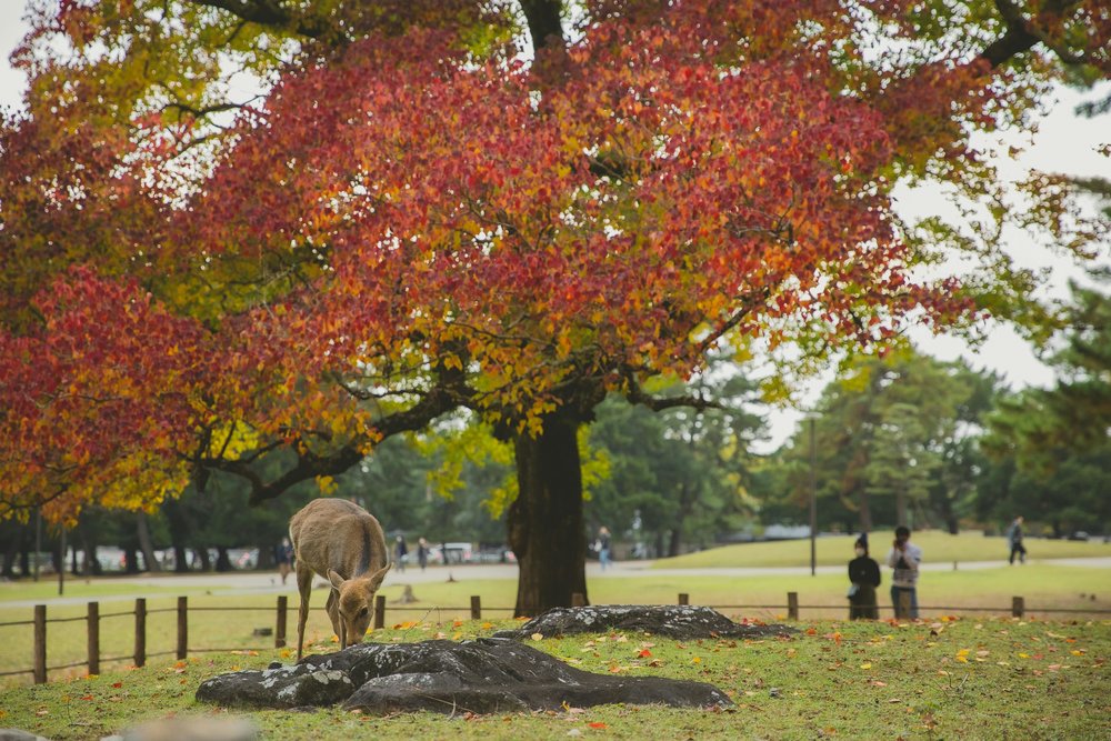 Nara Park