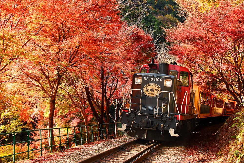 Hop aboard the Sagano Romantic Train and see the autumn foliage up close!