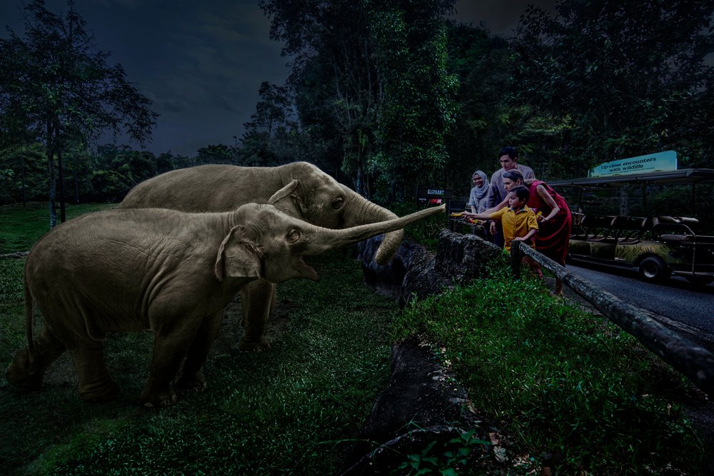 See nocturnal animals active in Night Safari