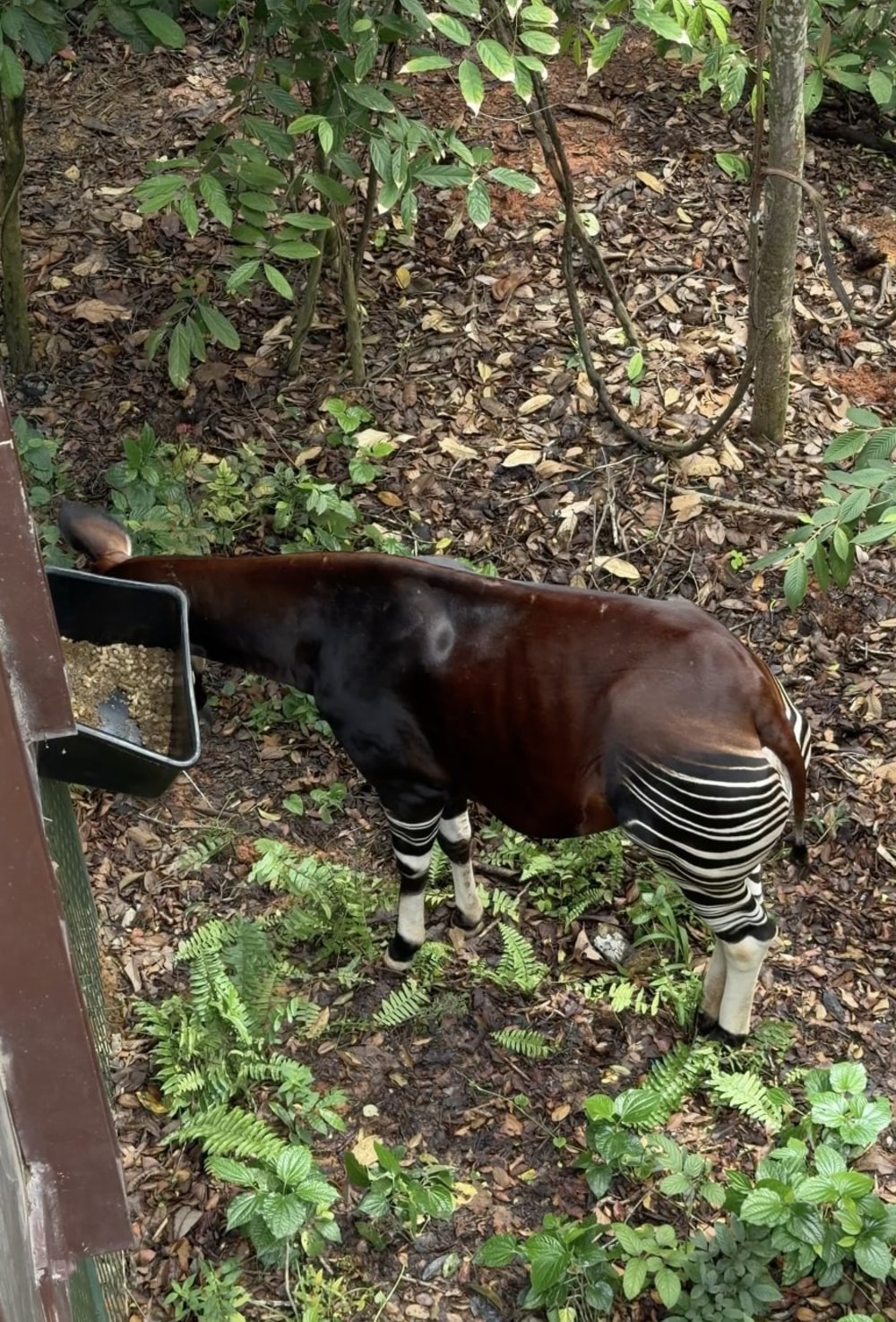 SG - rainforest wild adventure okapi