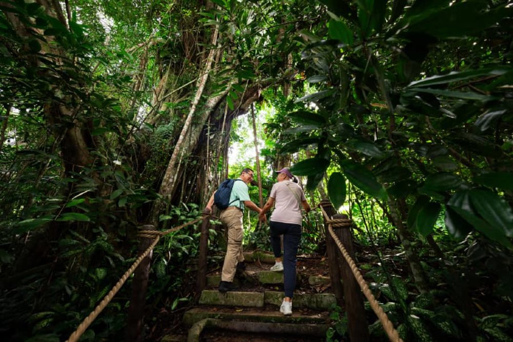 SG - rainforest wild adventure hidden forest