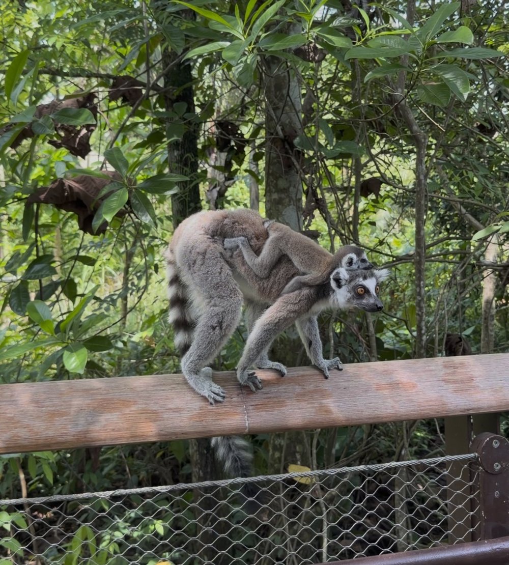SG - rainforest wild adventure lemur land