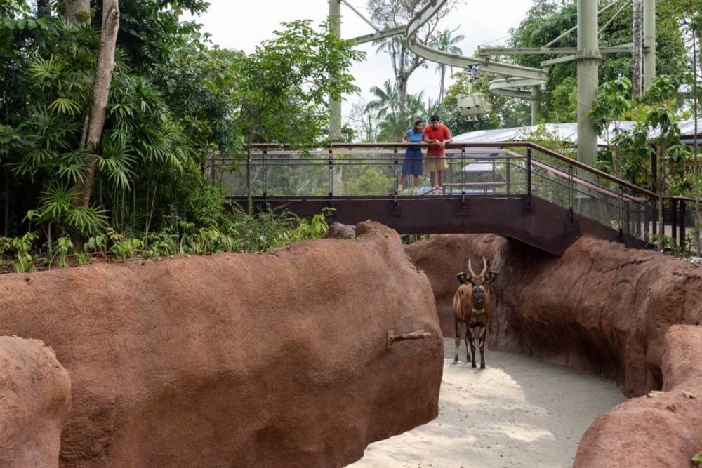 SG - rainforest wild adventure red ravine