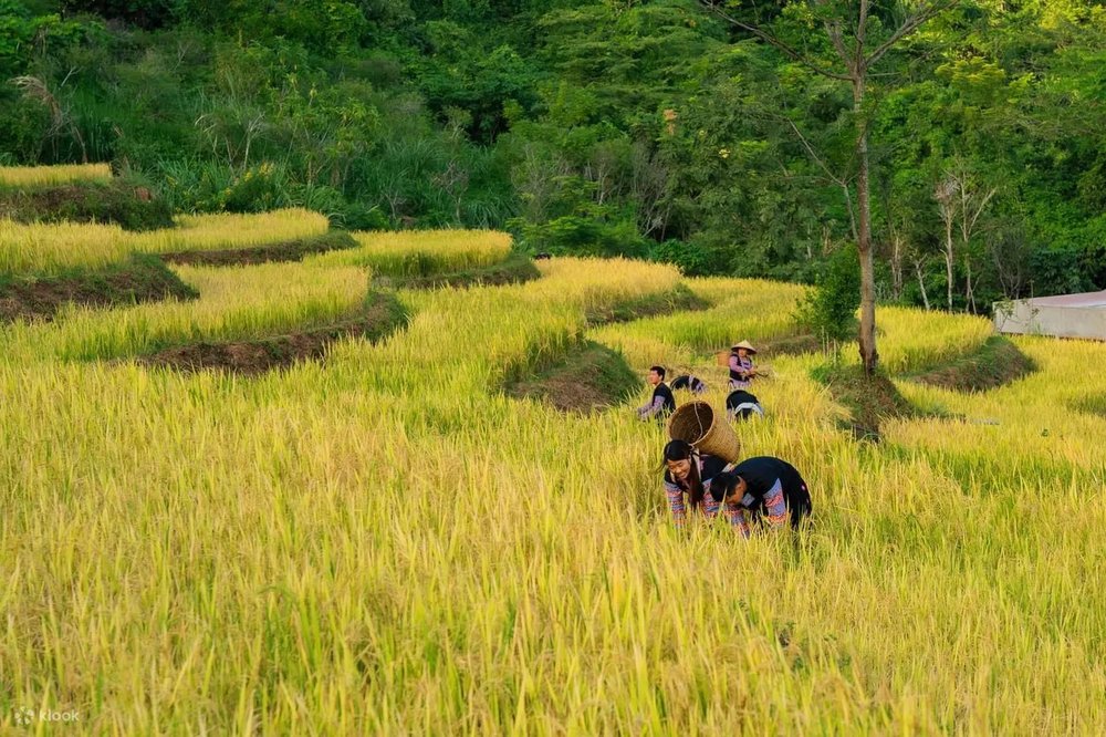 Pù Luông - Điểm Đến Xanh Mướt Tại Thanh Hóa