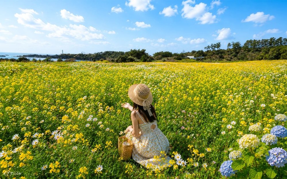 Đảo Jeju, Hàn Quốc - Hòn Đảo Của Sự Bình Yên