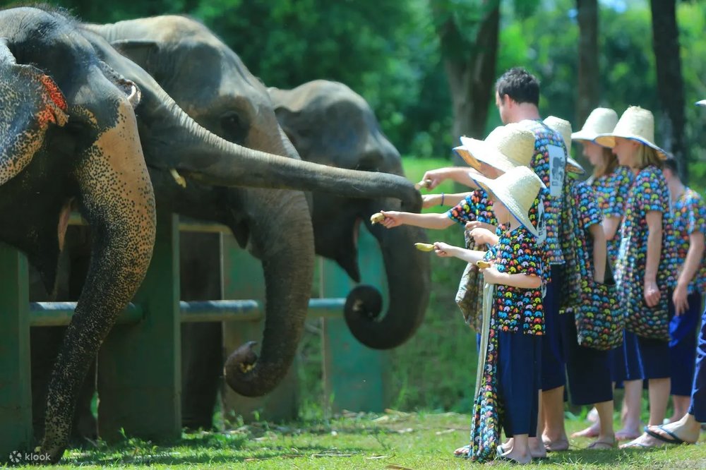 Chiang Mai, Thái Lan - Đóa Hồng Phương Bắc Mát Mẻ 