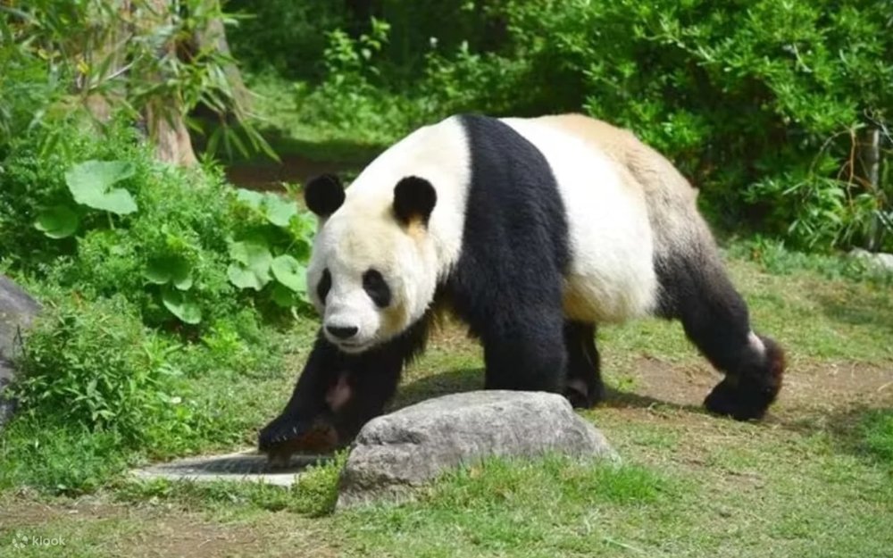 上野動物園