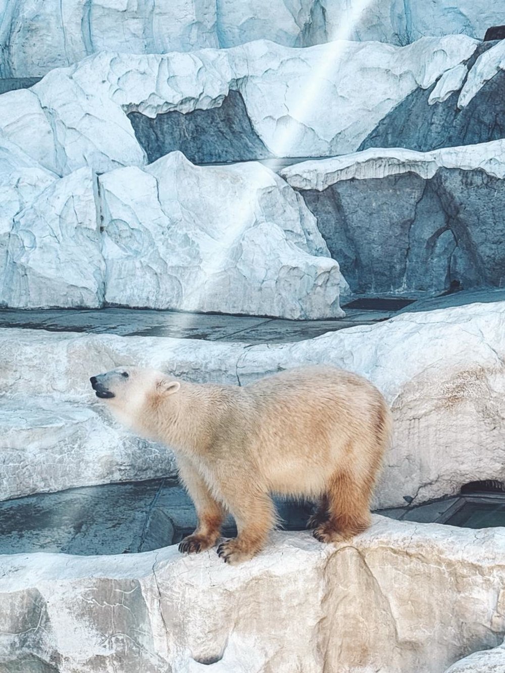 上野動物園 北極熊