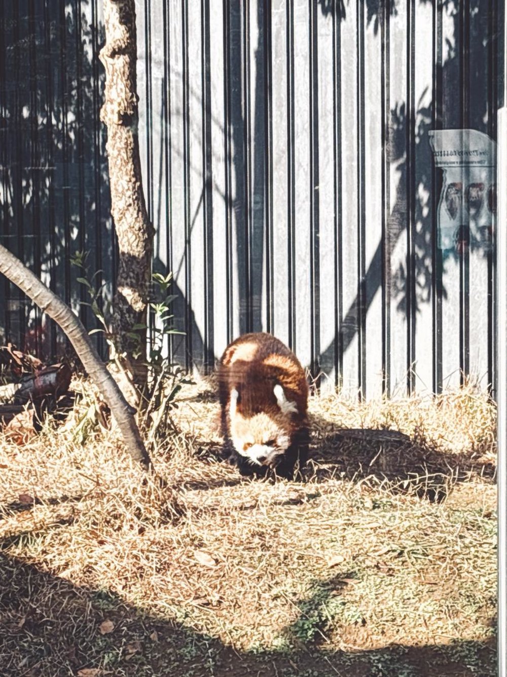 上野動物園 小熊貓