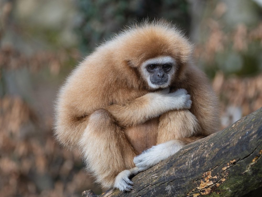 Ueno Zoo