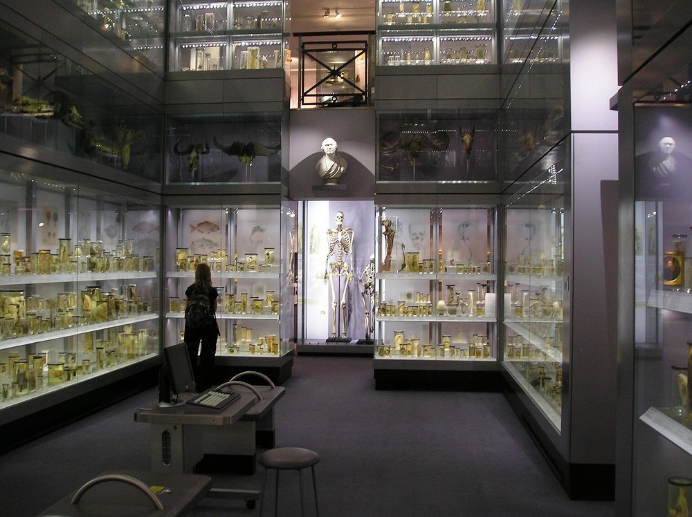 Inside the Hunterian Museum | Photo by StoneColdCrazy at English Wikipedia on Wikimedia