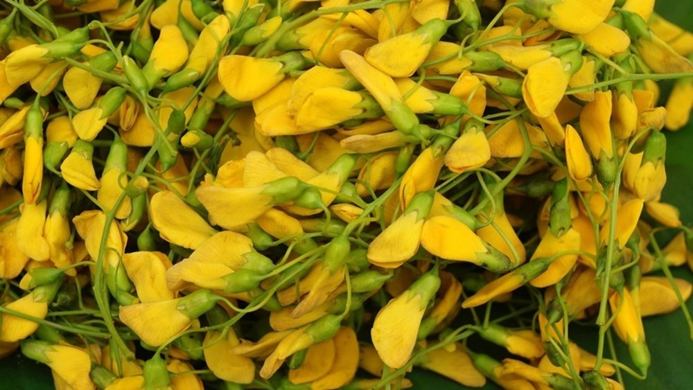 Chèo Xuồng Ba Lá Hái Bông Súng Và Bông Điên Điển