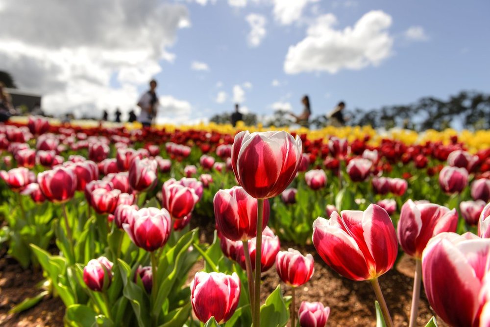 Red tulips in Tesselaar Tulip Festival