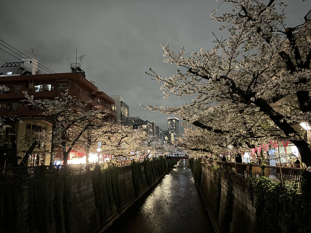 Beautiful cherry blossom trees line the Nakameguro canal