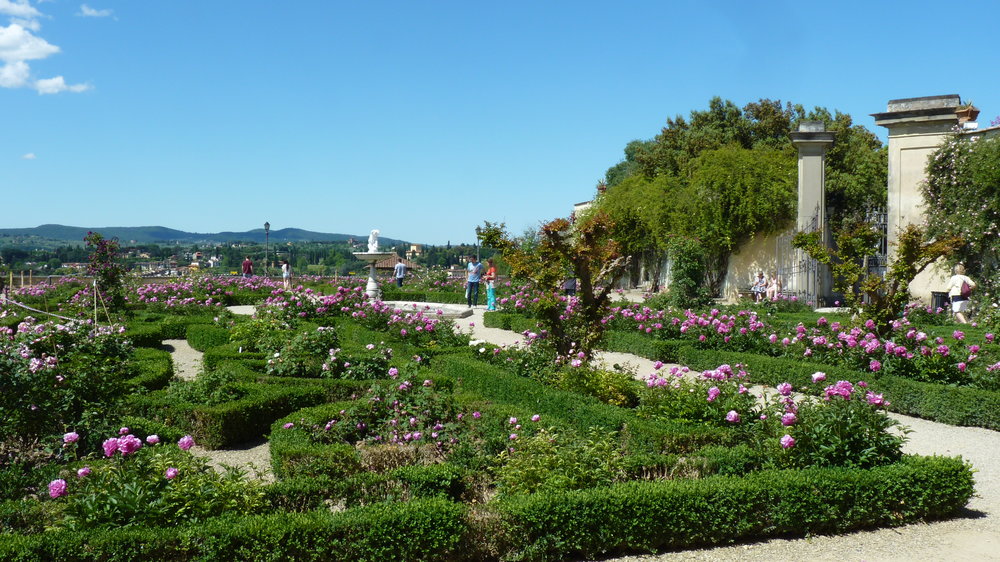 Roses in full bloom at Boboli Gardens