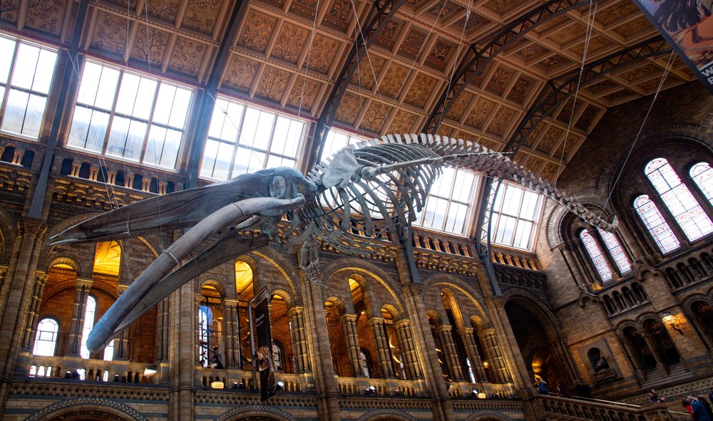 Natural History Museum, London
