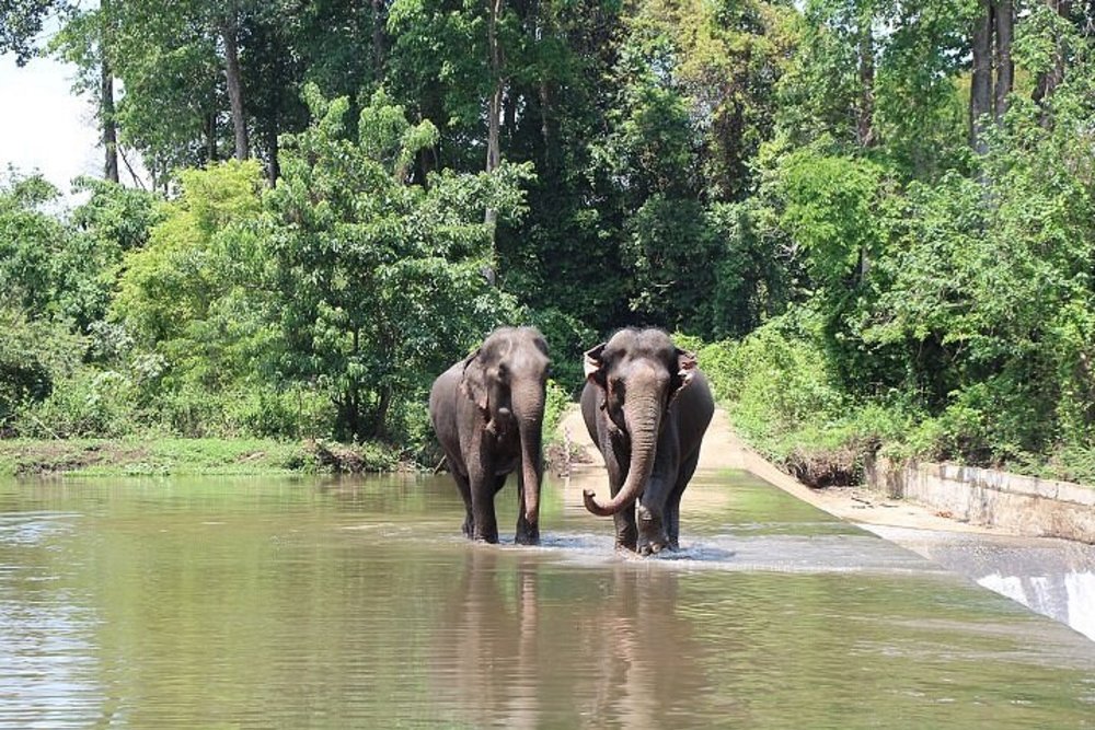Elephants in Yok Don National Park | Photo Credit: Flickr