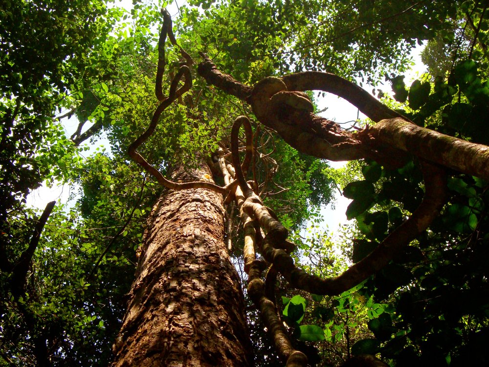 Phu Quoc National Park | Photo Credit: Flickr