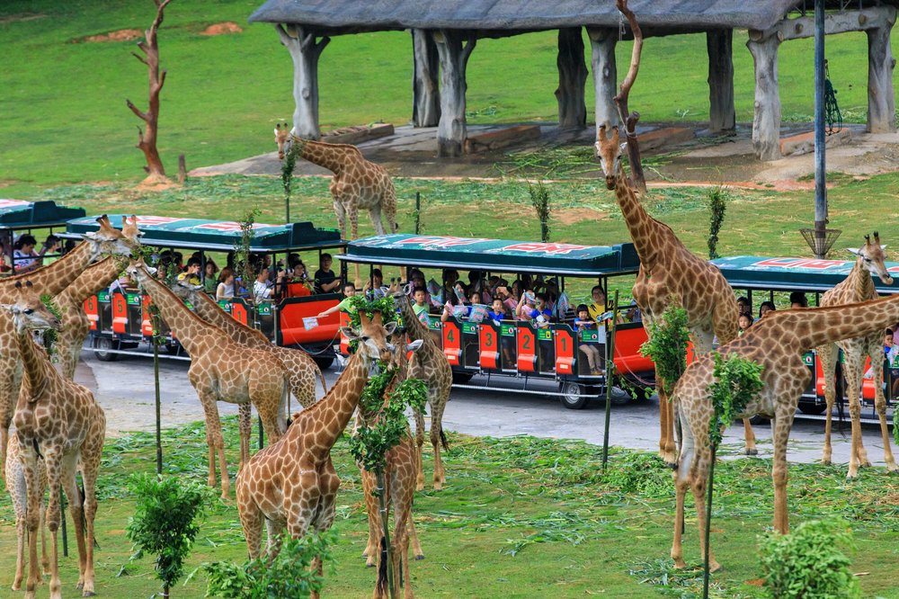 SG - chimelong safari park