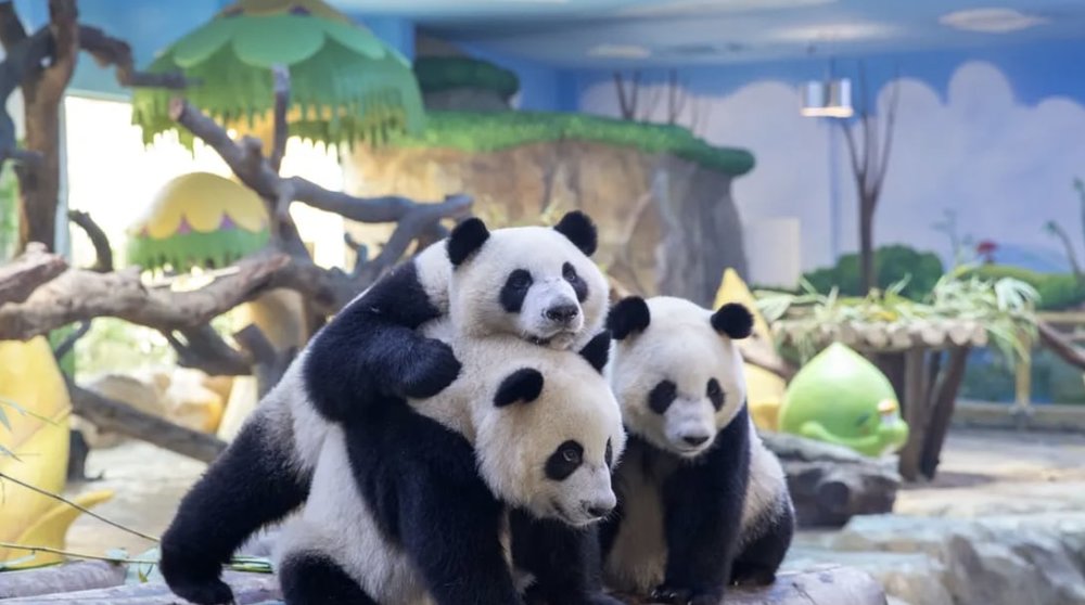 SG - Chimelong safari park