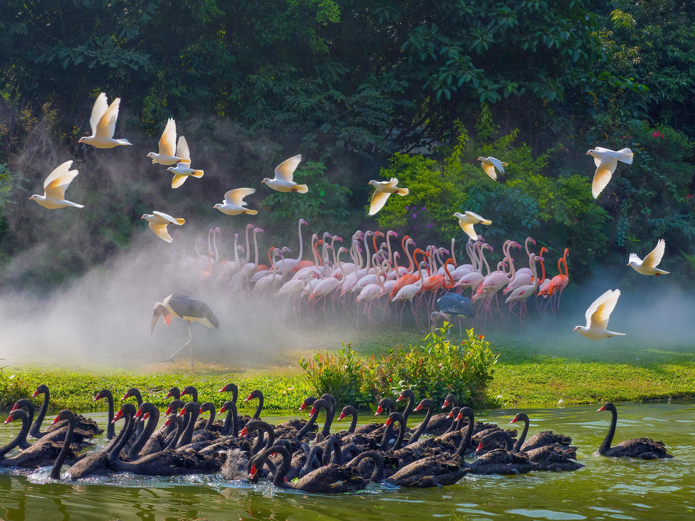 SG - Chimelong birds park