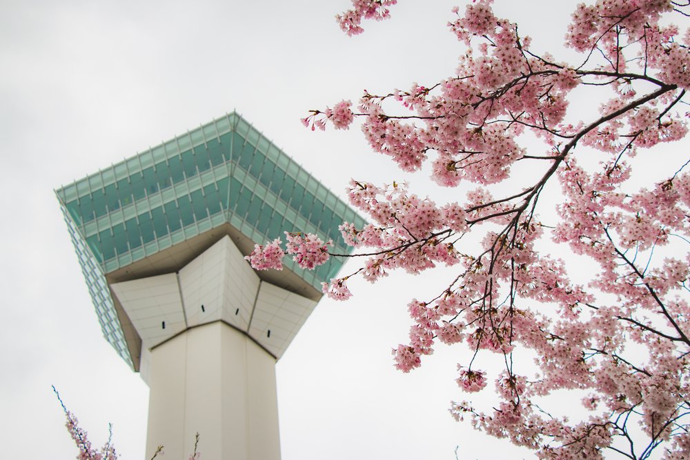 Goryokaku tower during cherry blossom season