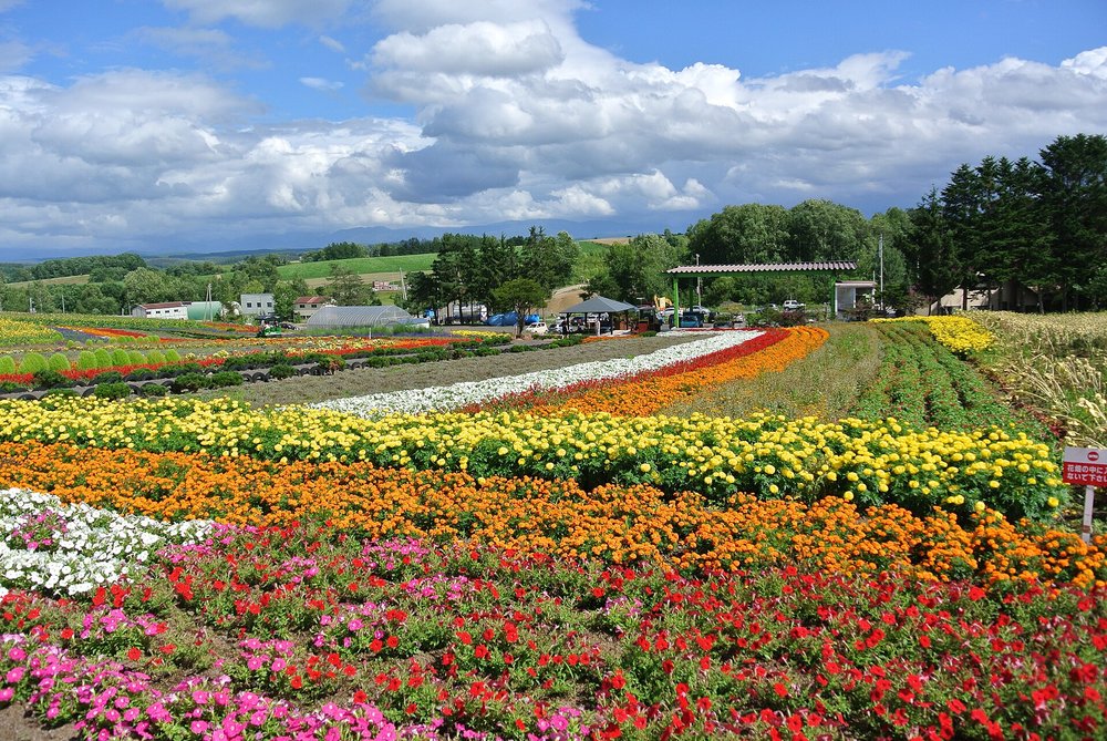Farm Tomita