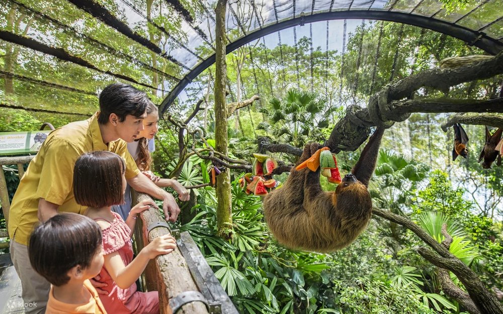 Singapore Zoo Và Breakfast In The Wild - Gặp Gỡ Những Người Bạn Hoang Dã