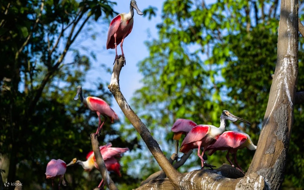 Bird Paradise - Lạc Giữa Thế Giới Chim Muôn Màu