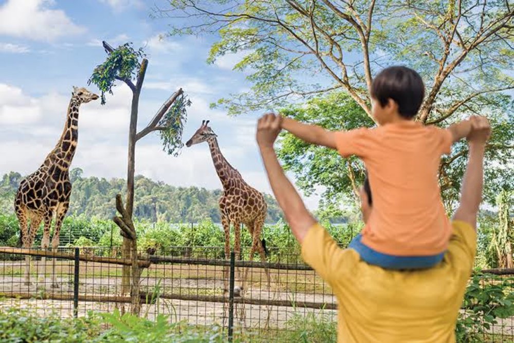 Singapore Zoo - Khám Phá Triết Lý Vườn Thú Mở